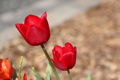 Close-up of red flower blooming outdoors