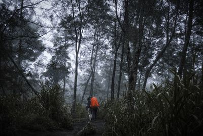 Rear view of a man walking in forest