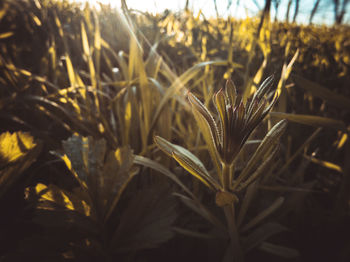 Close-up of plants growing on field