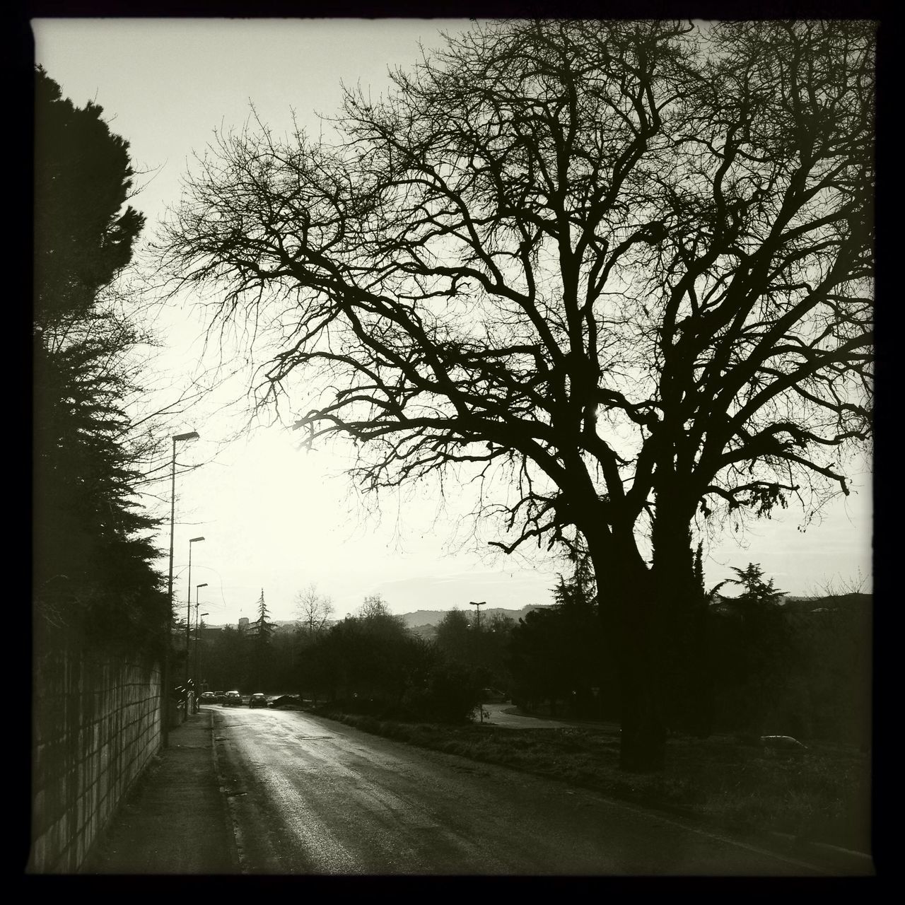 transfer print, transportation, the way forward, road, auto post production filter, tree, diminishing perspective, road marking, sky, bare tree, country road, vanishing point, street, tranquility, nature, empty, tranquil scene, clear sky, outdoors, empty road