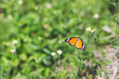 Close-up of butterfly pollinating on flower