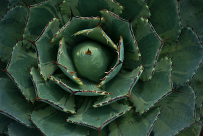 Close-up of succulent plant