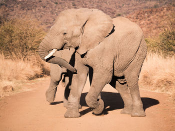 Full length of elephant standing in desert