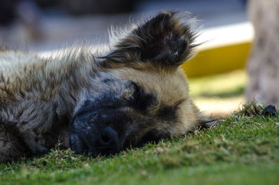 Close-up of a dog sleeping on grass