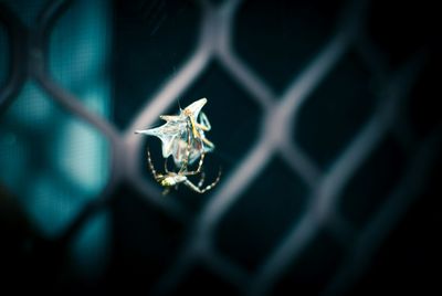 Spider on plant behind fence