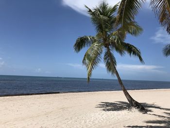 Palm tree on beach against sky