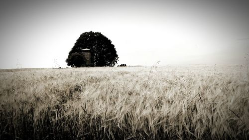 Scenic view of grassy field against sky