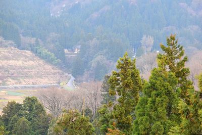 High angle view of trees in forest