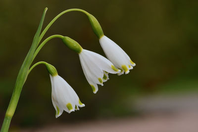 Close-up of white flowering plant