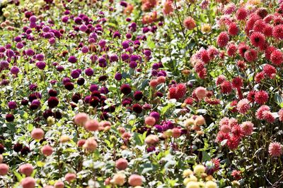 Close-up of pink flowering plants on field