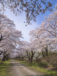 Cherry blossom trees by road against sky