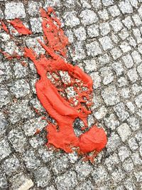 Close-up of red butterfly