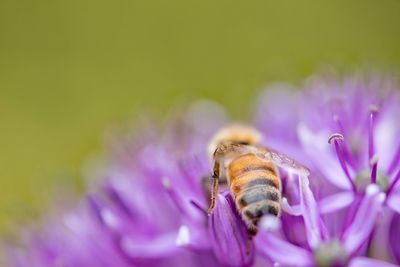 Close-up of bee on purple flower