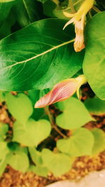 Close-up of plant