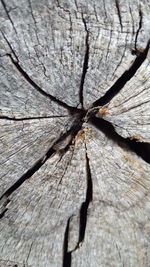 Close-up of tree trunk