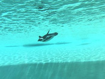 High angle view of fish swimming in sea