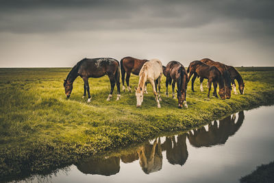 View of a horse in the lake