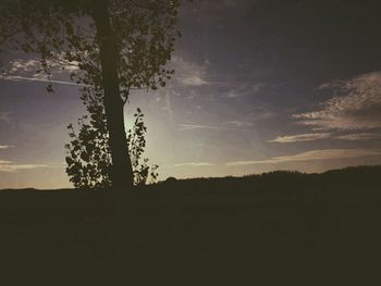 Silhouette of trees at sunset