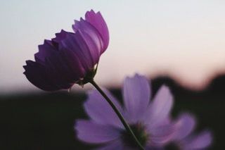 flower, freshness, petal, fragility, flower head, beauty in nature, growth, close-up, focus on foreground, pink color, nature, stem, blooming, plant, single flower, blossom, in bloom, selective focus, bud, no people