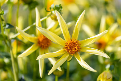 Close-up of yellow flowering plant on field