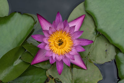 Directly above shot of pink water lily blooming in pond