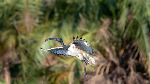 Bird flying in a sunlight