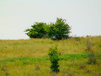 Tree on field against clear sky