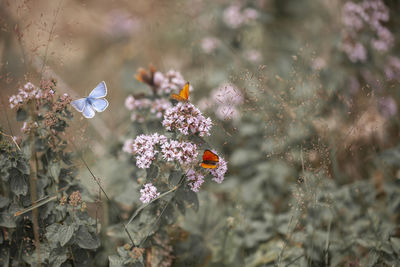 High angle view of butterflies pollinating on flowers