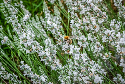 Close-up of bee pollinating on white flowers