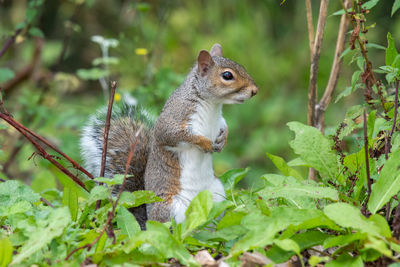 Close-up of squirrel