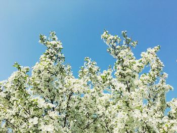 Low angle view of flowers against blue sky