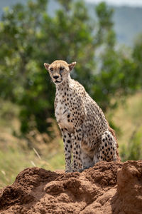 Cheetah on land in forest