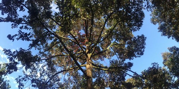 Low angle view of tree in forest against sky