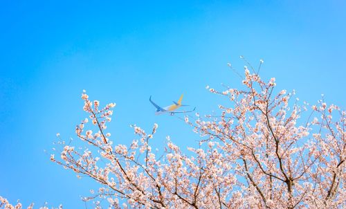 Low angle view of cherry blossoms against blue sky