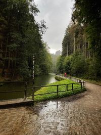 Scenic view of river amidst trees in forest against sky