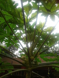 Low angle view of trees