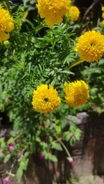 flowering plant