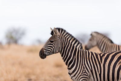 Side view of zebra standing against sky