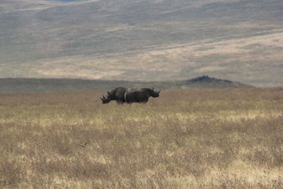 Rhinocéros ngorongoro crater