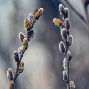 The branches in winter