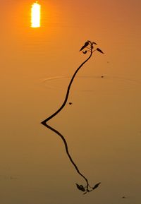 Silhouette bird flying over sea during sunset