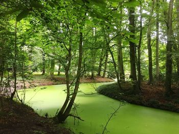 Trees in a river