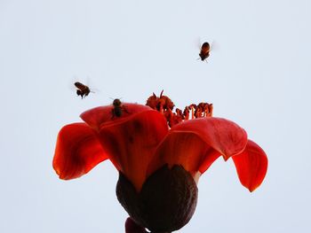 Low angle view of bee flying