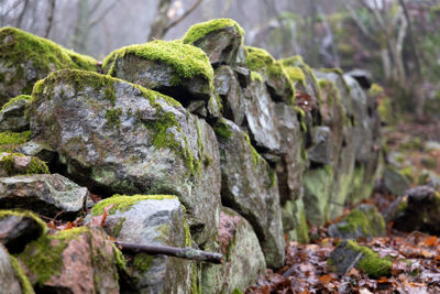 Close-up of moss growing on stone wall