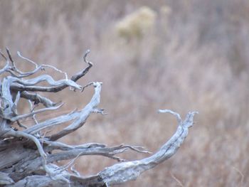 Close-up of tree branch in winter