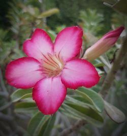 Close-up of pink flower blooming outdoors