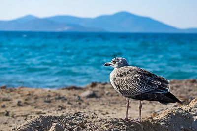 Seagull perching on rock by sea