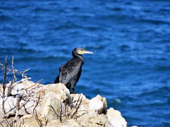 Close-up of bird perching on rock by water