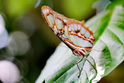 Close-up of butterfly on flower