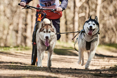 Dogs running on field